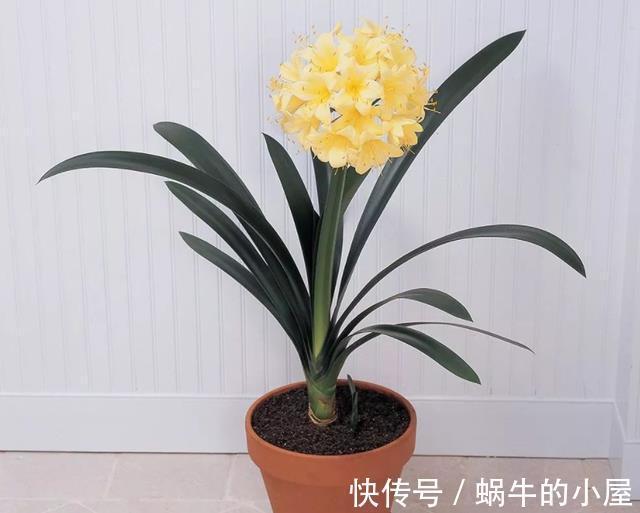 盆栽|立秋后，打理君子兰盆栽，甭急着干这3件事，不然人受穷花遭殃