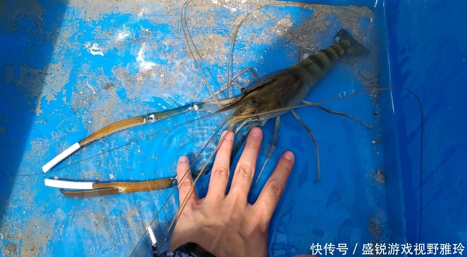 苏州|巨虾来袭?苏州钓鱼人汾湖钓起“大虾王”,钓友:太大了还能吃吗