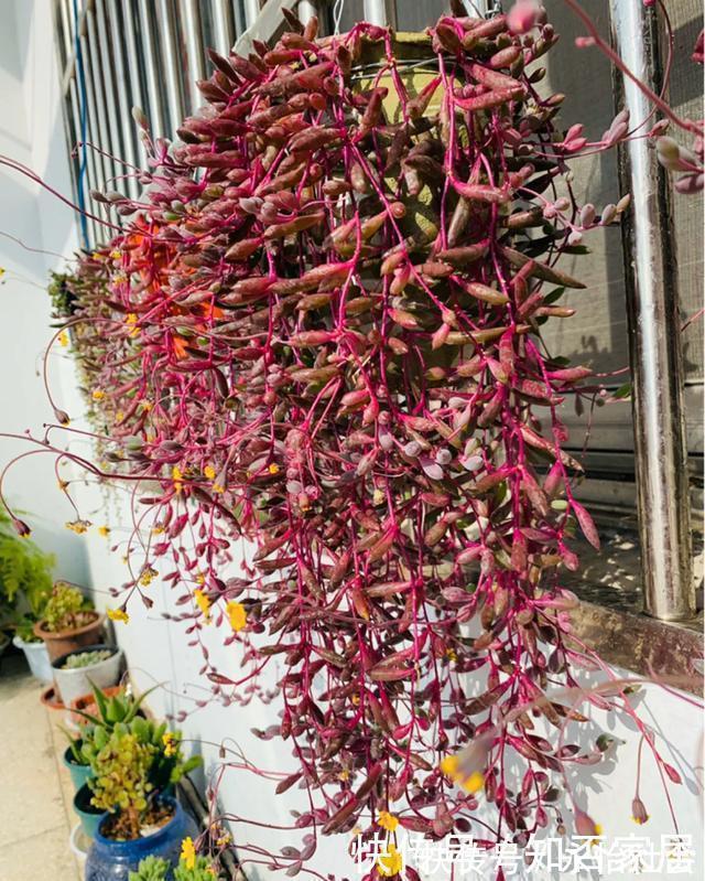 养花技巧：折腾不死的25种花，咋养都爆盆，懒人最适合