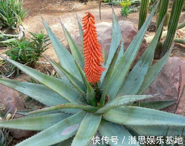 6种芦荟可食用,切开挖一勺汁液,敷在脸上能美容