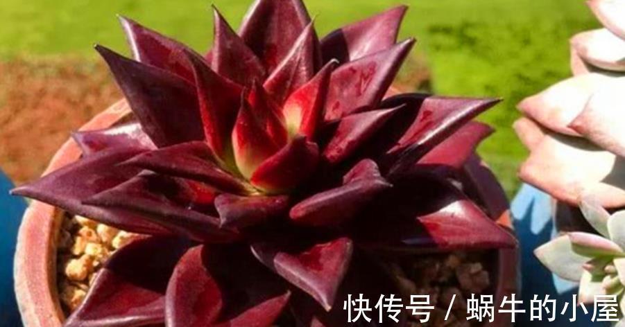 秋天好养活的6种多肉，丢角落里也能长得胖乎乎，颜色漂亮惹人爱
