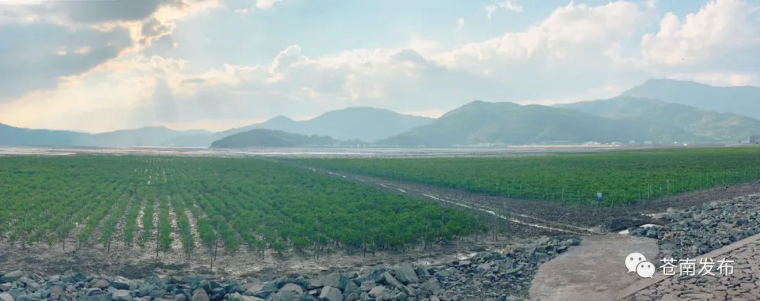 海湾|海上生红树，鹭鸟共翩跹！苍南打造中国北缘最大海湾红树林湿地