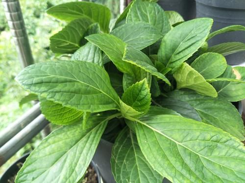 松针土是养花万能土，但是别乱用，不同状态的松针，要区别对待