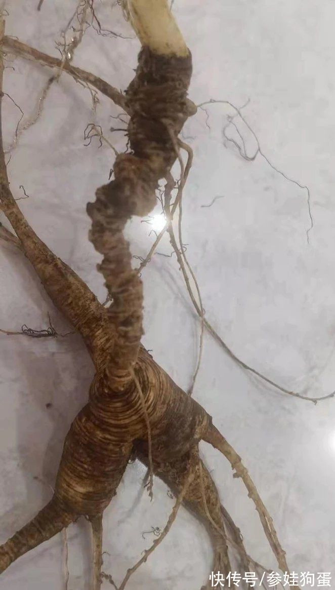 野生人参纯度鉴别