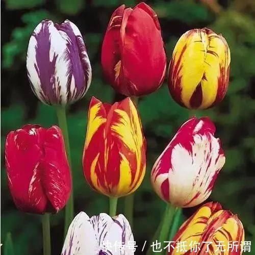 龟甲牡丹|世界上最名贵的花,一盆就是一座房子!