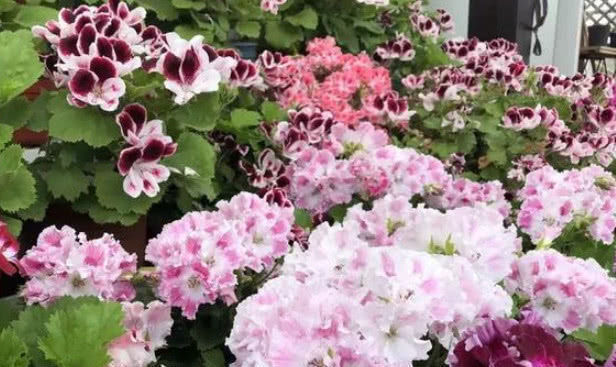 养不好花推荐1个小配方，叶绿花艳长得旺，年年花开效果好