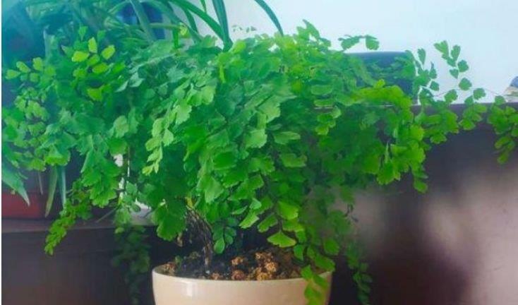 “4种花”养家里,空气1级棒,吸甲醛、杀病菌,枝繁叶茂