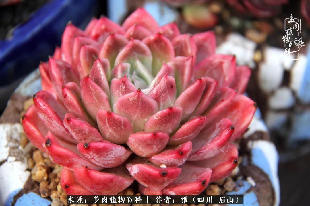 养多肉六年，从痴迷到佛系，世事漫随流水，唯有喜爱永恒！