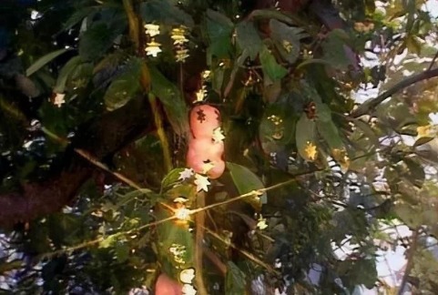 救活|观音洒几滴水救活人参果树,镇元子为何要送她果子观音水不简单!