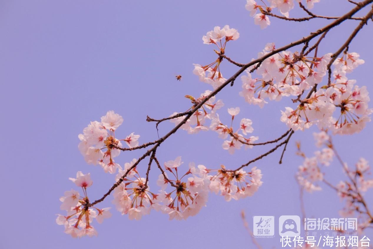 正是樱花浪漫时！烟台这儿的樱花大道美出圈了