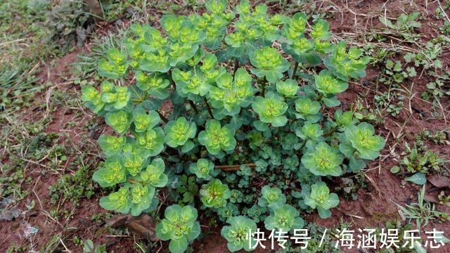 泽漆|农村野草很稀奇，折断流出“羊奶”，但汁水却有毒，还能当药