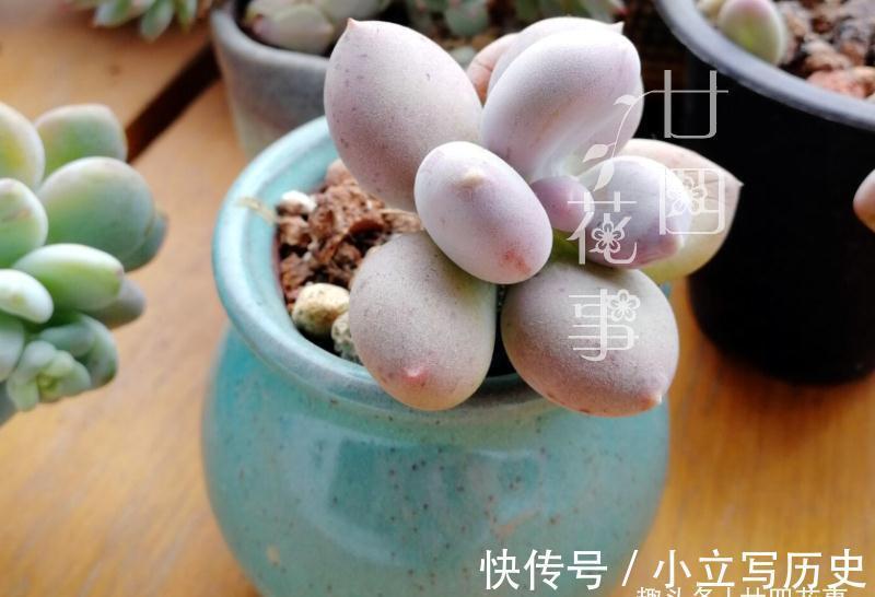 养多肉七八年,发现还是这样的花盆好使,透气易控水,好上色不烂