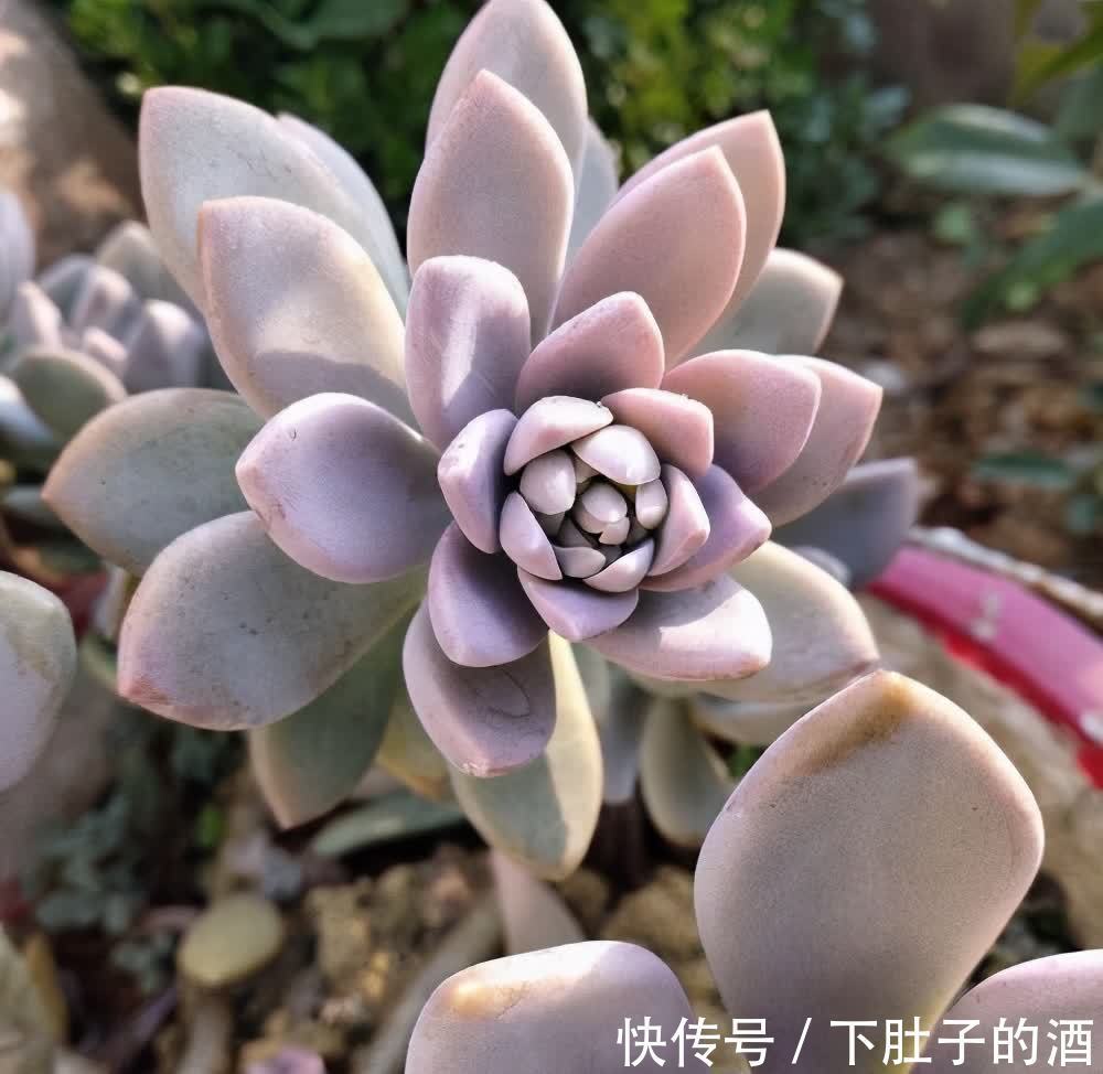 3种绿植,养在阳台露台上,不怕风吹日晒,开花也很美