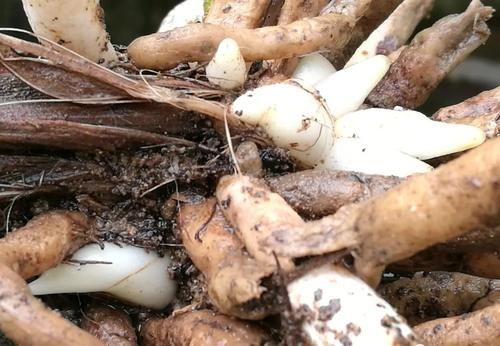 春分到，兰花施肥很重要，简单3步就能让兰花冒新芽