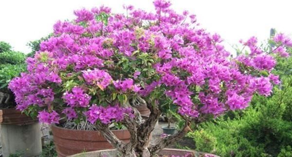 植株|家养2种“树”，过几年就能增值，平日养护也简单！