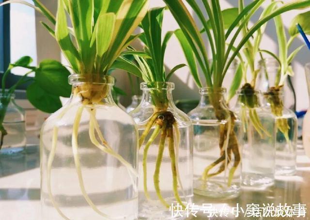 甲硝唑|5种“药”,过期也不要扔,兑水浇花,保花不生“虫和病”