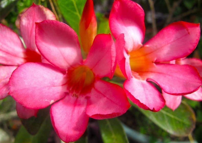 3种“懒人花”,浇水越多死得越快,30天不管也旺盛,全年花不断