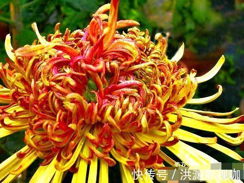 金鱼草|喜欢菊花,不如养盆“菊中稀品”胭脂浓妆,似美艳佳人,舞魅高贵