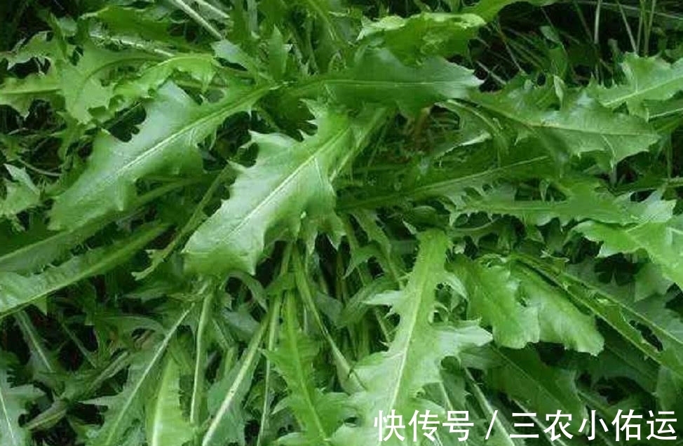 野菜|农村荒野这种比婆婆丁甜的野草，城里人大多不认识，有谁知道名字