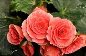 大神|“此花”不是大神“不敢”碰,浇水就烂根、叶,新手这谁养得活