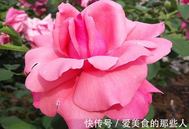 养护月季花,出现这4种信号得小心,赶紧改善否则植株会枯萎