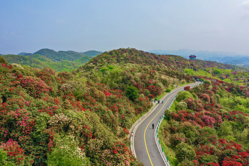 ［百里杜鹃］花开百里，只为遇见你