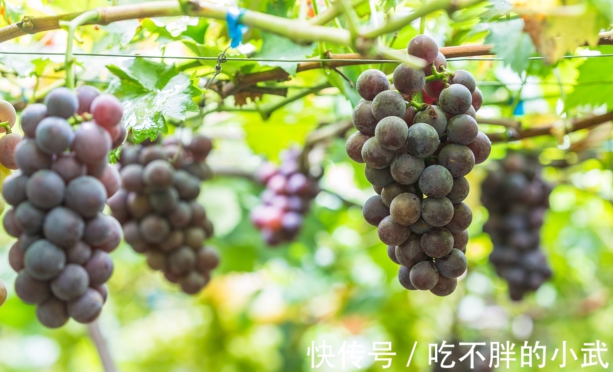 吟秋|打油诗《吟秋》一叶知秋落,人间又西风