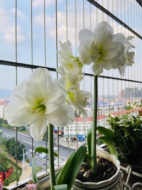 朱顶红里的“开花机器”—阿弗雷，每次都开爆盆，花朵又美又香！