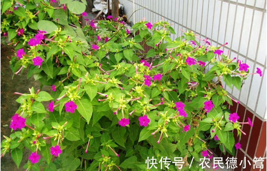 浇花|几种水别随便用来浇花,不但长不好,还会变得越来越差