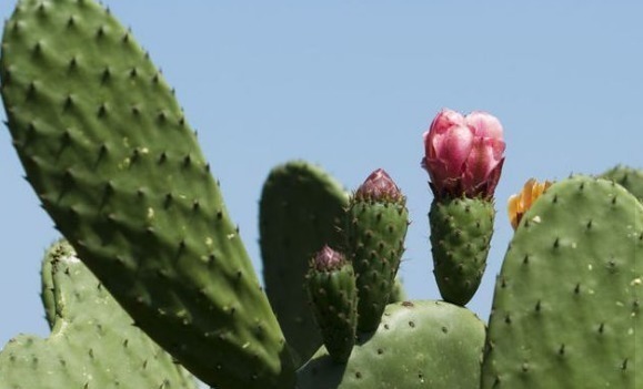 膝盖疼痛难忍,原来是因为滑膜炎,教你巧用一物,让疼痛快远离