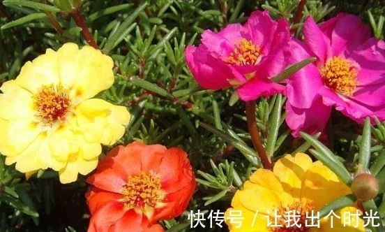 4种花懒人，随意丢盆里就能活，开花超美的