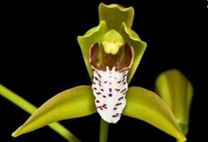 最全的兰花大鉴赏,看看你都见过几种兰花!