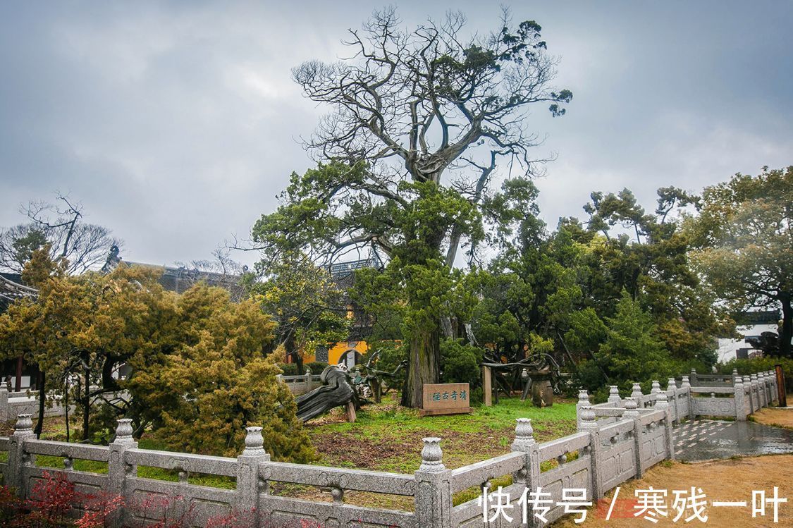 苏式|苏州这棵树被雷劈成两半，1900多年还活着，乾隆赐名“清奇古怪”