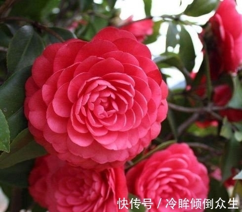 观赏价值|“4种花”养家里,一开就是300天,日子红火财运滚滚,好看极了