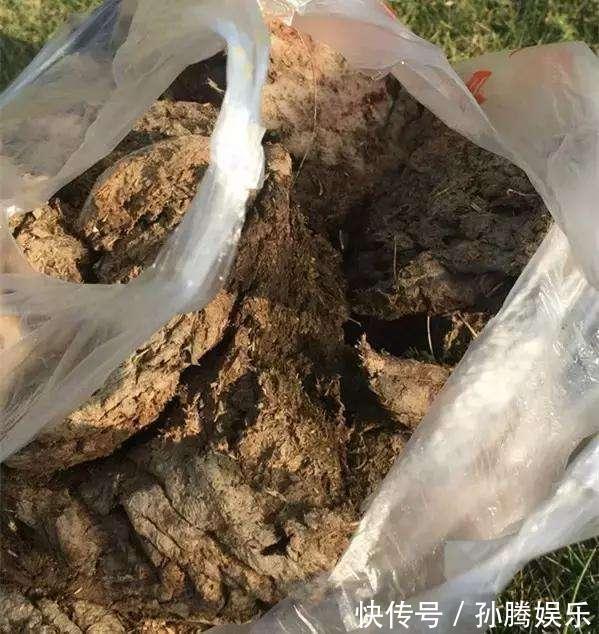 天然“有机肥”可以养花，花儿蹭蹭长新芽，花苞窜真有生机！