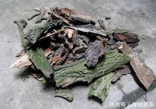 别买“生根粉”,去公园捡“它”,晾干后垫盆底,9天长根系