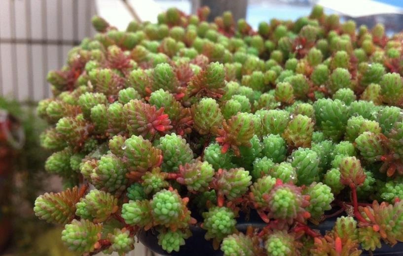 看似是草,实际是多肉,薄雪万年草,养殖抓住4个细节长得漂亮