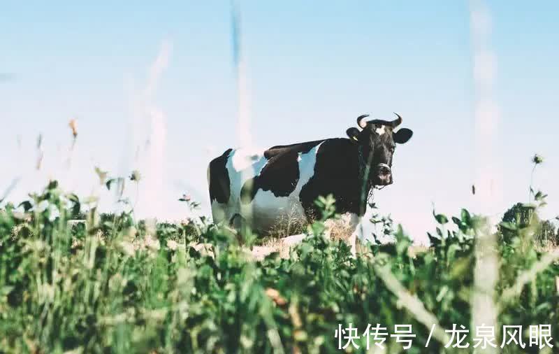 营养价值|牛奶和酸奶,到底哪个更补钙?哪个营养价值更高?这文讲明白了