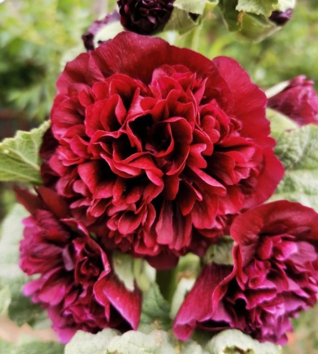 漂亮的蜀葵开花了,随便撒些种子,来年就是一片花海!