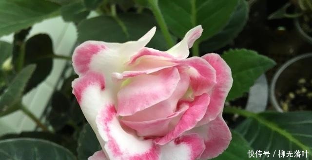 花友有10种花,个头很漂亮,名字却是土掉渣的,差点错过