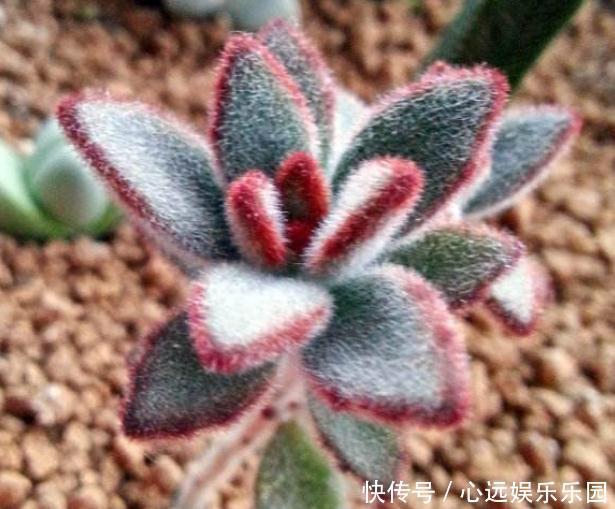 超哥|3种“多肉”,靠一杯水活“大半年”,没有光,照样叶肥、花儿多