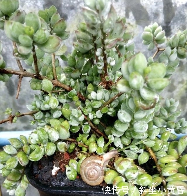 养护|多肉是懒人植物是花店老板最善意的谎言,尤其是病虫害,懒真不行