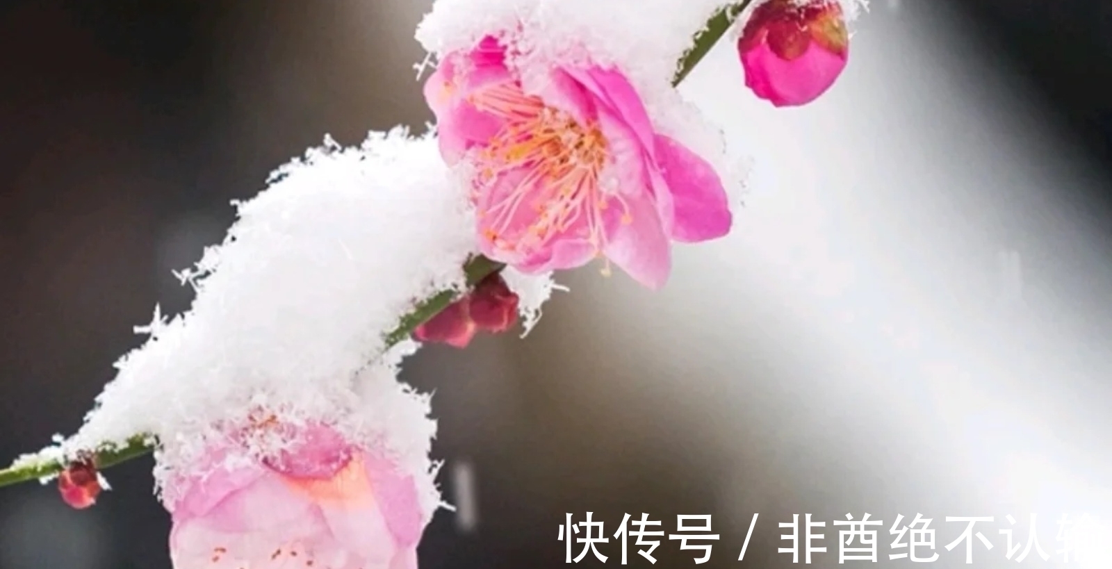 蝗灾！苏轼离任密州时恰逢除夜大雪，作五言诗一首，心系百姓、感人肺腑