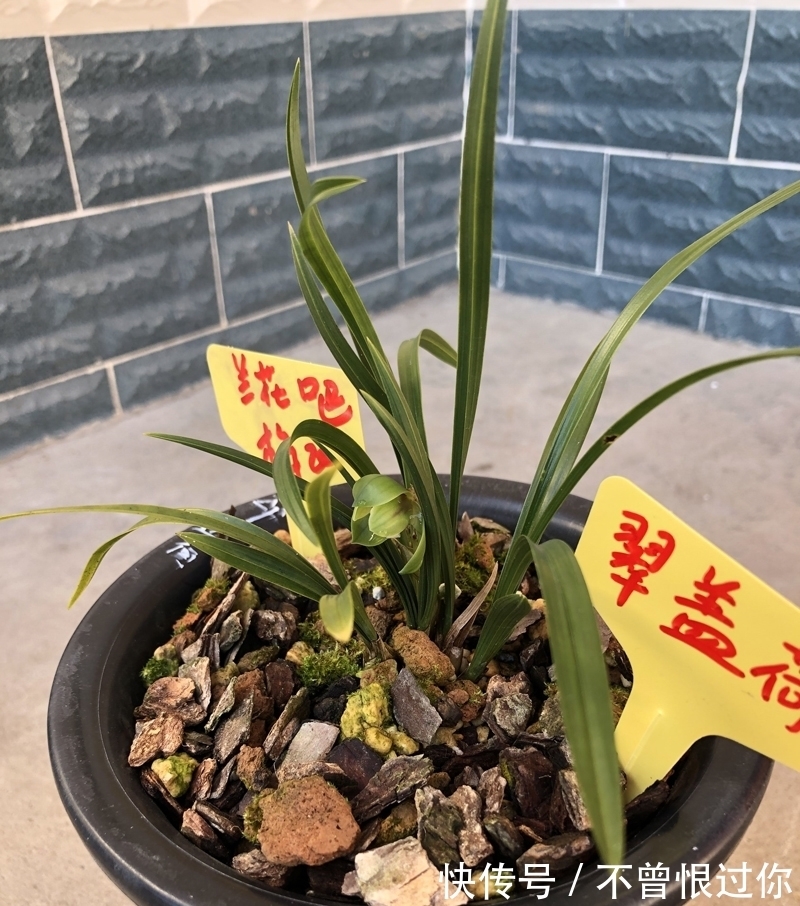 新栽兰花的杀菌工作,很多人都是胡乱操作,杀与不杀得看情况