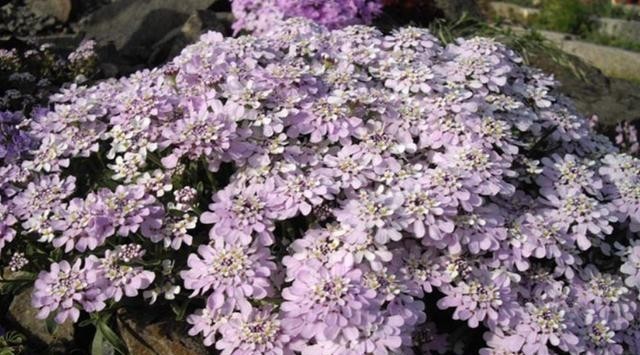 植物|冬季养这3种开花植物,好养不烂根,整个冬季花开不断!