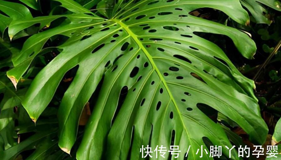 秋冬室内干燥怎么办，养这几种植物就够了