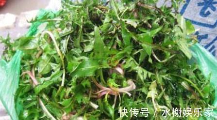黄疸|乡下没人要的野菜,曾经不被重视,现在成了稀罕物,价值珍贵