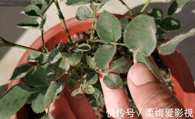 厨房清洁“神器”小苏打，拿来养花，2种用法5大好处
