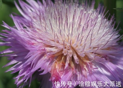 枝繁茂盛|养菊花，首选这些花朵，耐寒耐热长得好看，枝繁茂盛花开大而饱满