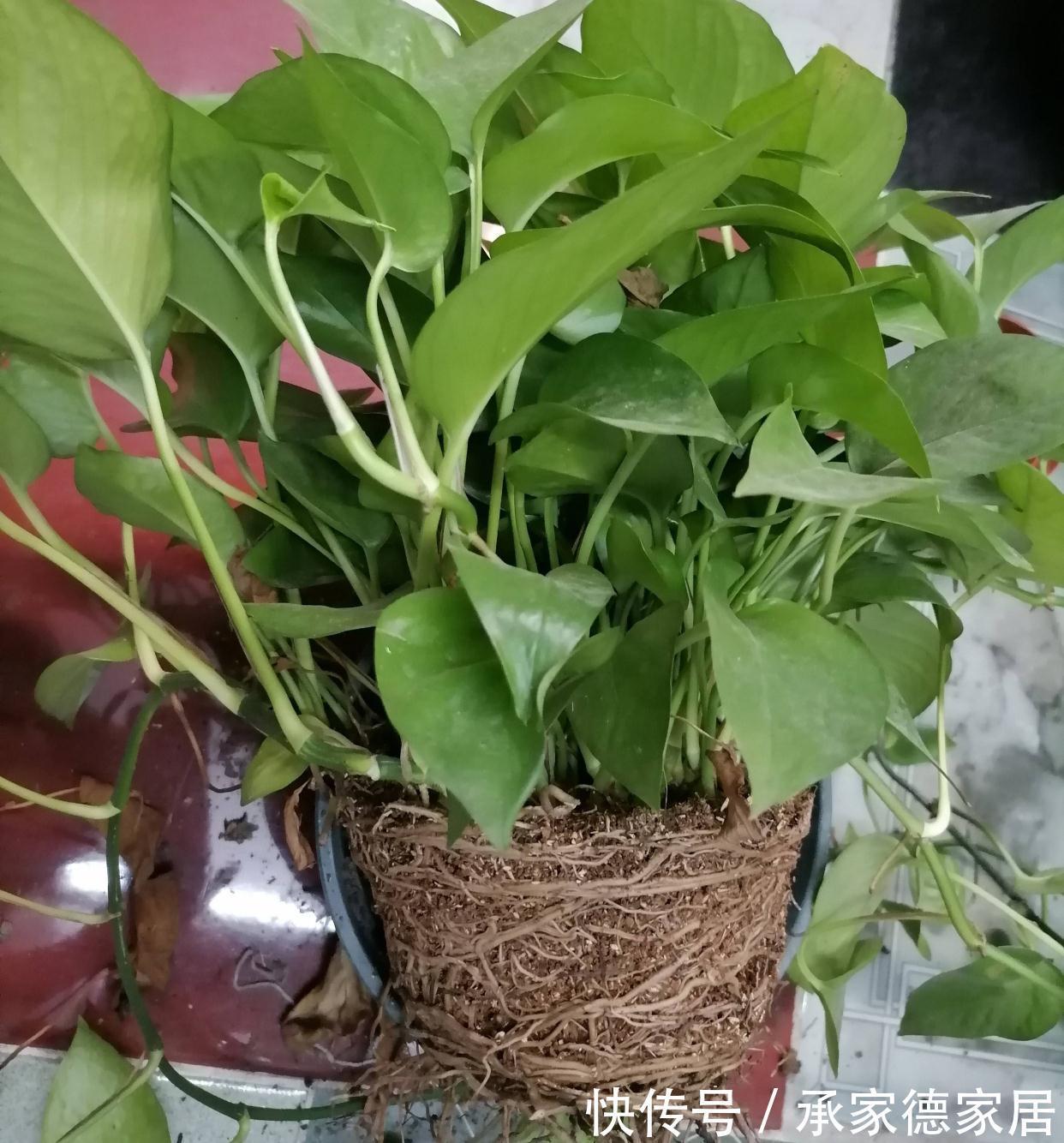 肥料|养绿萝,要注意的一个细节,新叶新枝更多,爬藤一大片